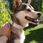 Load image into Gallery viewer, Charm Companion Packs