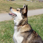 Load image into Gallery viewer, Pet Necklaces