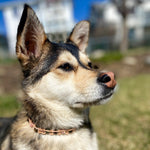 Load image into Gallery viewer, Pet Necklaces