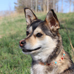 Load image into Gallery viewer, Pet Necklaces