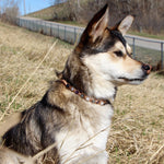 Load image into Gallery viewer, Pet Necklaces