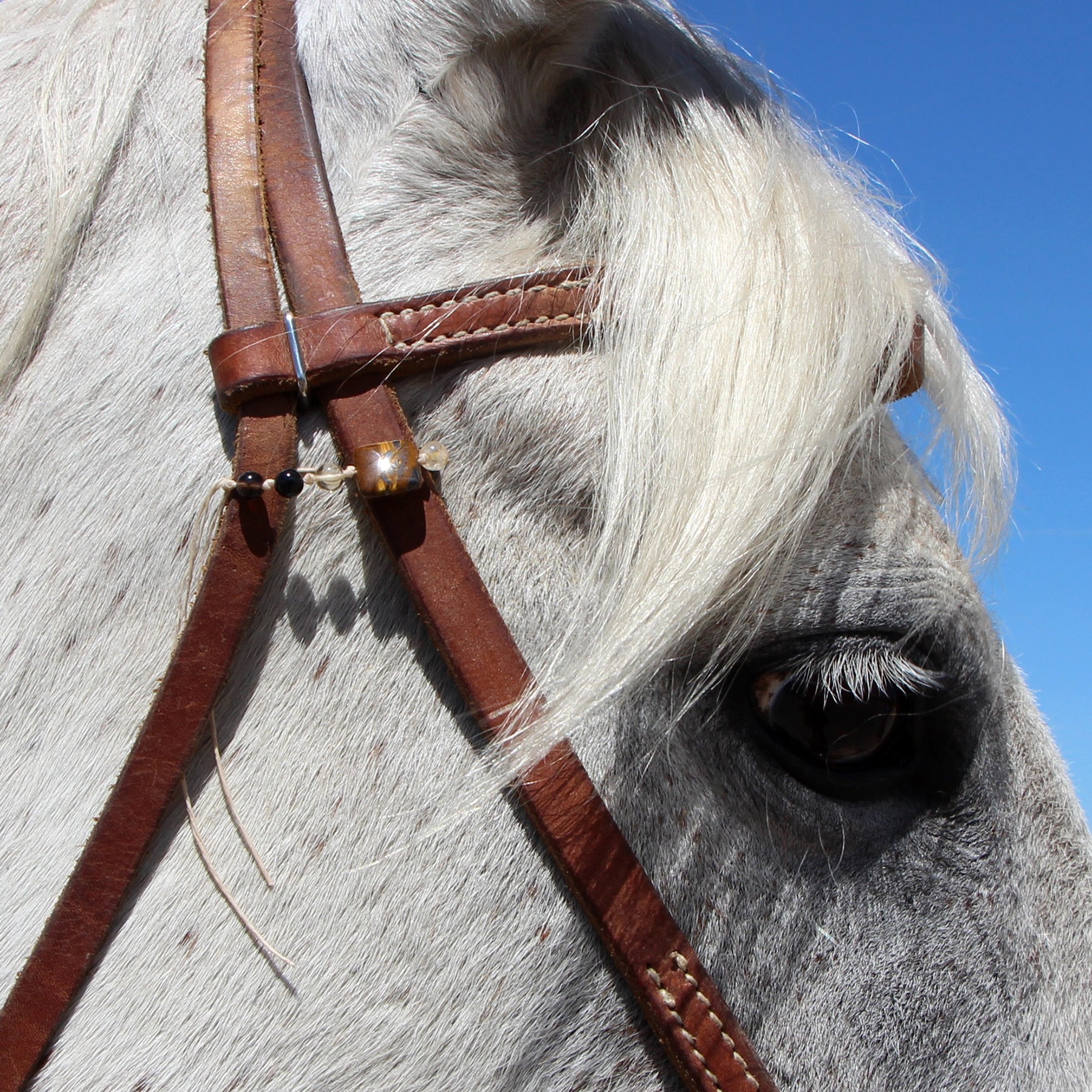 Bridle Charms
