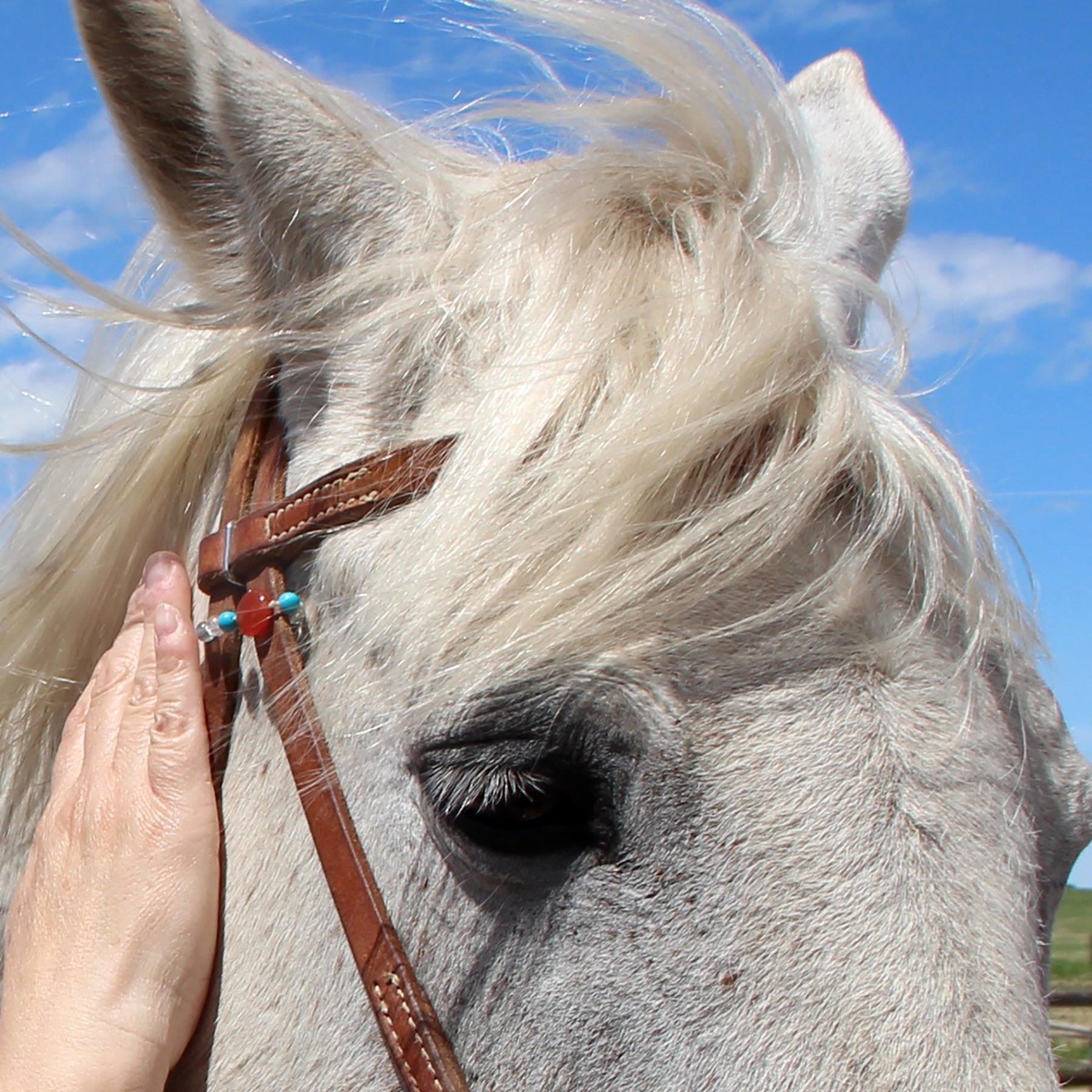 Bridle Charms