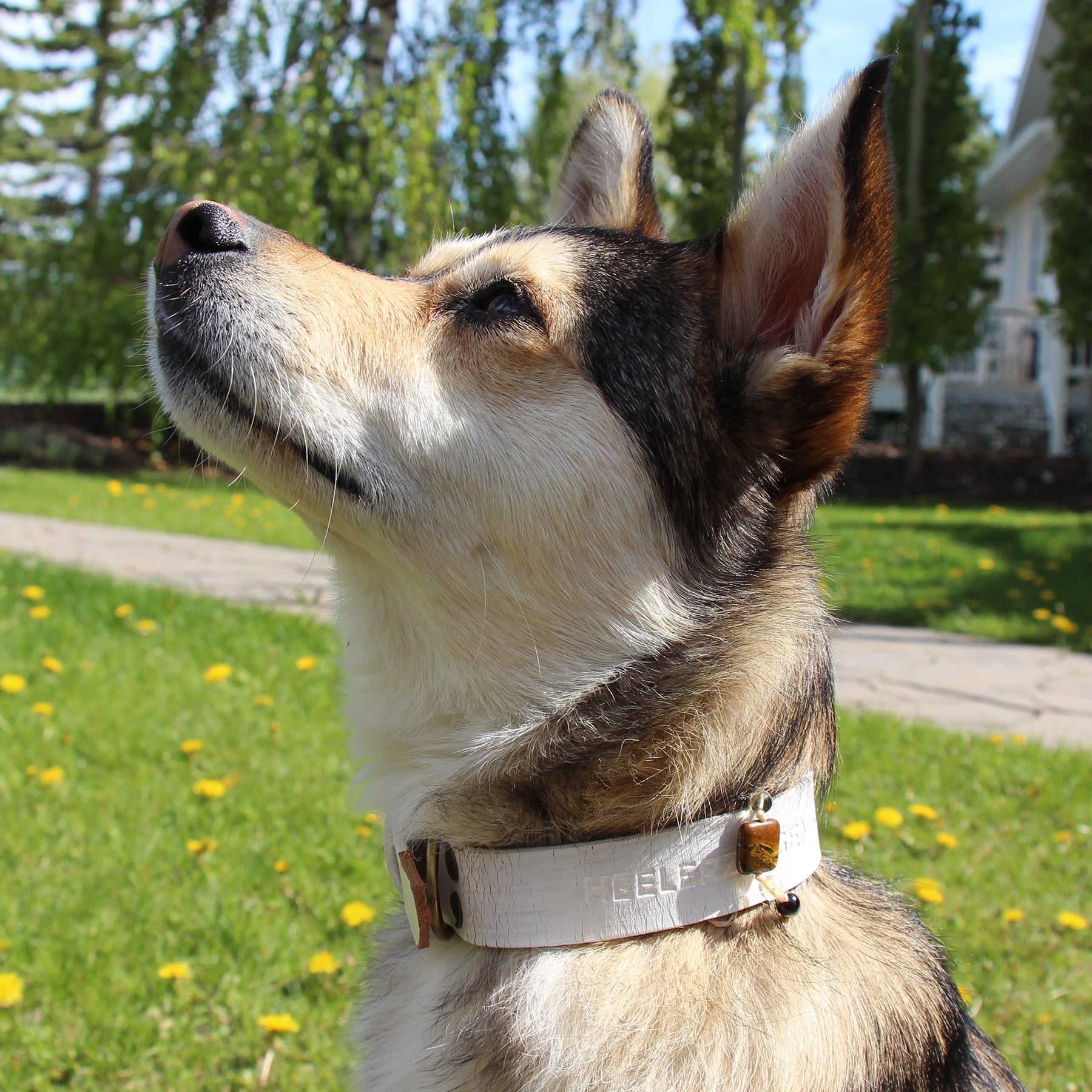 Collar Charms