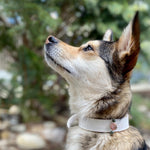 Load image into Gallery viewer, Collar Charms
