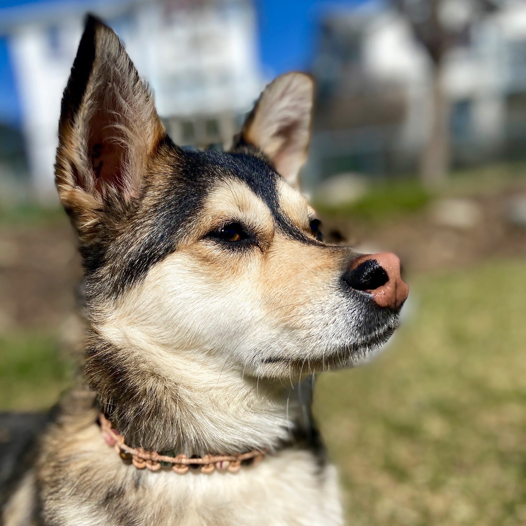 Pet Necklaces