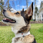 Load image into Gallery viewer, Collar Charms
