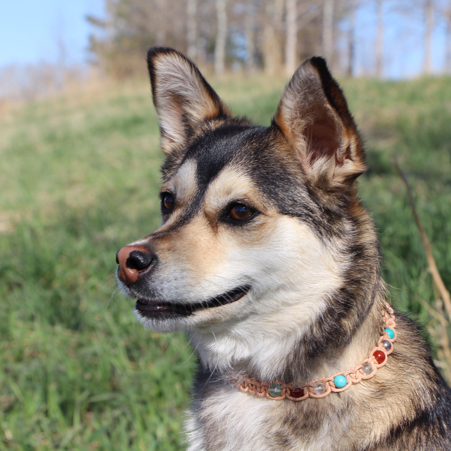 Pet Necklaces